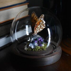 Butterfly Glass Dome Display